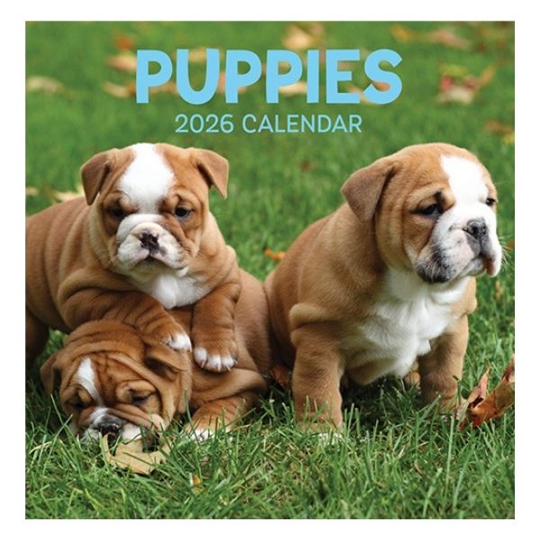 CALENDAR SQUARE KITTENS FSC MIX 2026