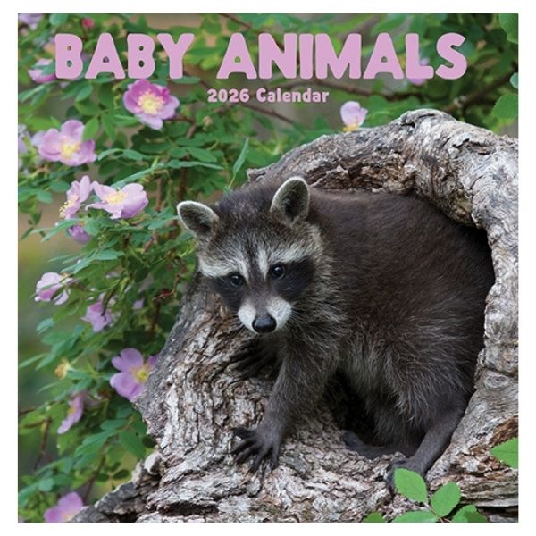 CALENDAR SQUARE BABY ANIMAL FSC MIX 2026