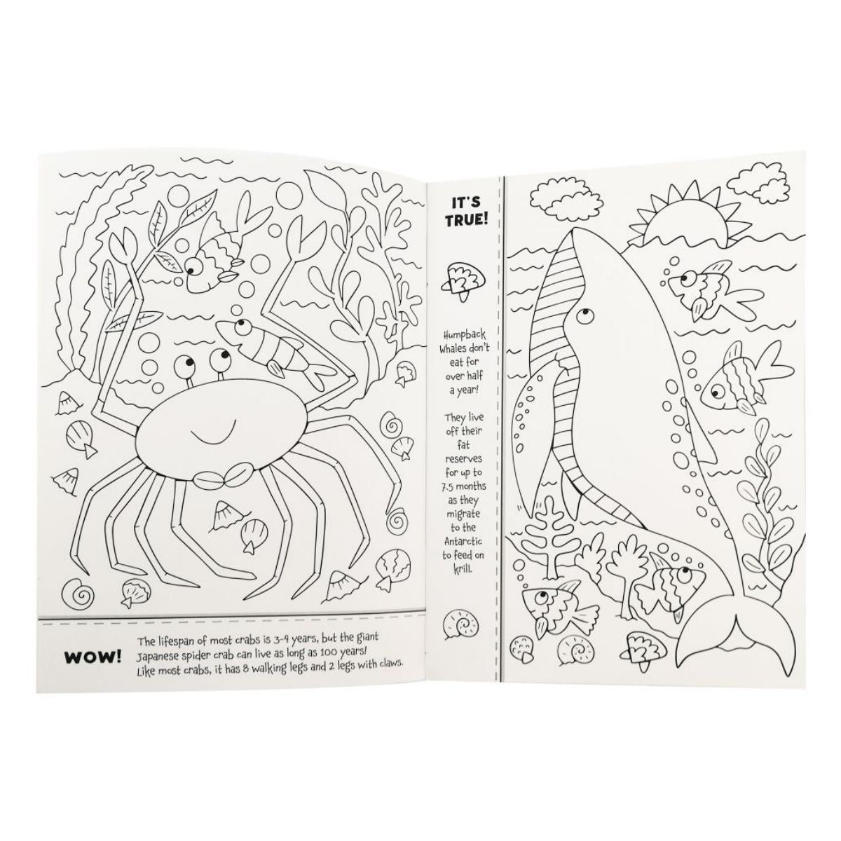 Colouring Ocean Fact Book 32pg