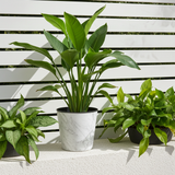 Printed Plastic Flower Pot – Assorted